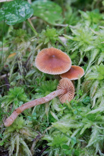 Cortinariaceae_Inocybe sp 2-2.jpg