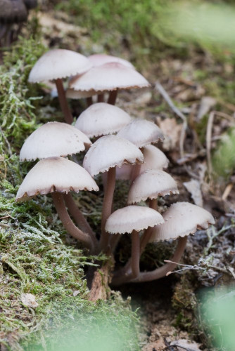 Tricholomataceae_Mycena haematopus.jpg