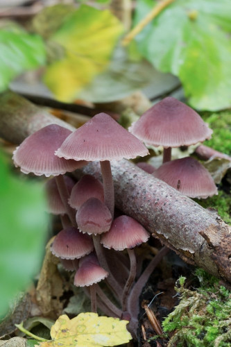 Tricholomataceae_Mycena haematopus 2-2.jpg