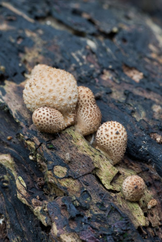 Lycoperdaceae_Lycoperdon pyriforme 1-2.jpg