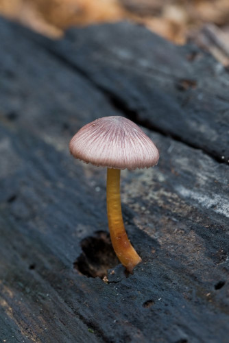 Tricholomataceae_Mycena renati 1.jpg