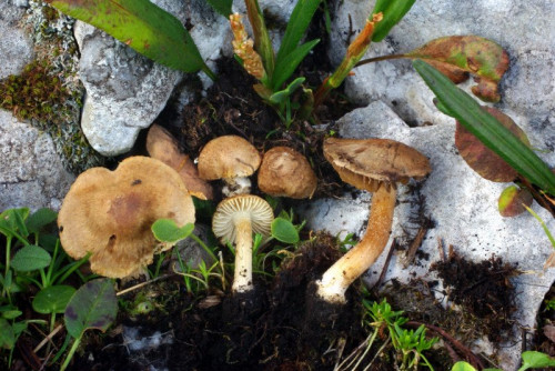 Inocybe spec. 4, evt. selbe Art wie I. 3