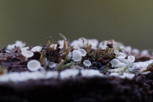 Hyaloscyphaceae_Dasyscyphella nivea 1g.jpg