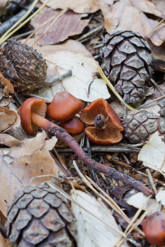 Hymenogastraceae_Phaeocollybia jennyae 1-2.jpg