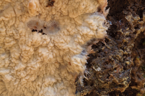 Phlebia_mellea1.jpg