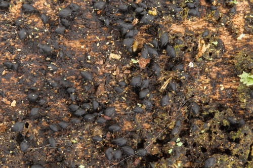 Lohpium mytilinum.jpg