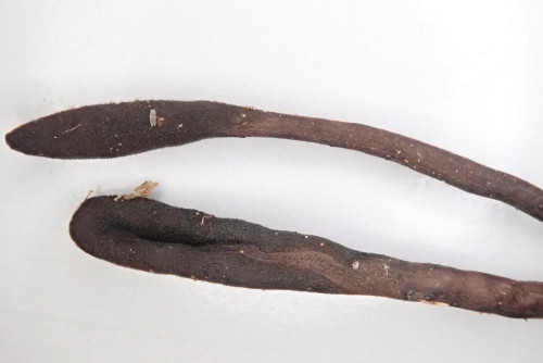 Geoglossum (2).JPG