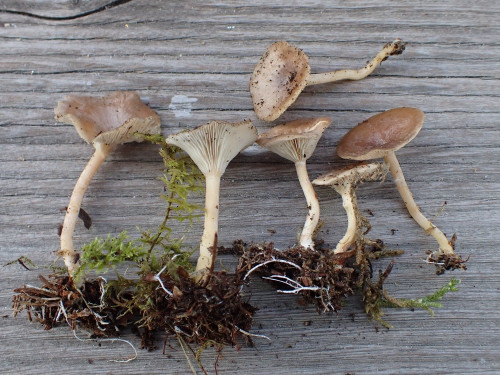 Rhizocybe pruinosa.JPG