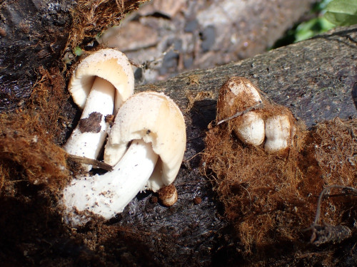 Coprinellus domesticus.JPG