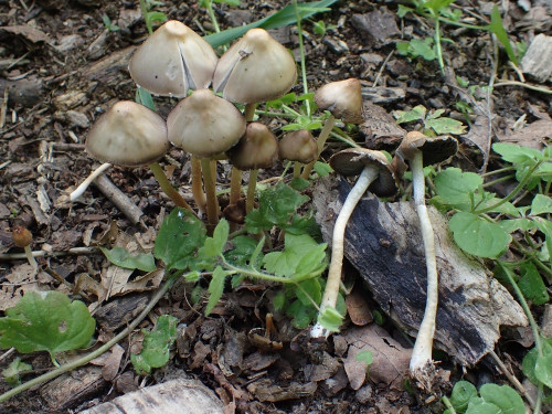 Psathyrella marcescibillis.JPG