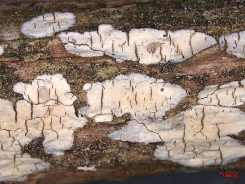 co_Radulomyces_rickii.jpg