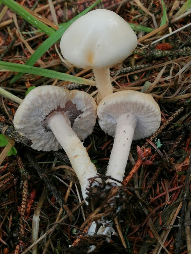 Stropharia spec._A.jpg