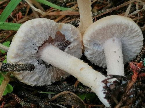 Stropharia spec._B.jpg