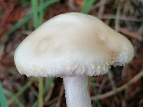 Stropharia spec._E.jpg