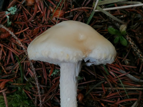 Stropharia spec._F.jpg