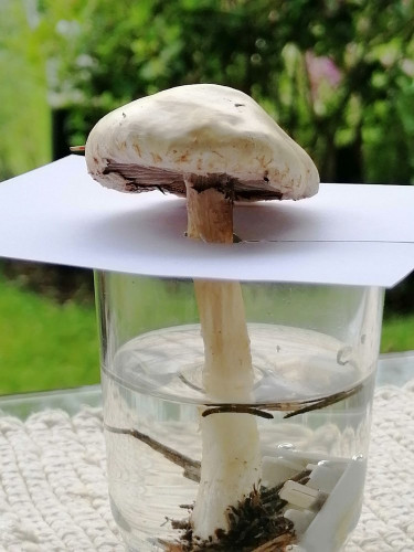 Stropharia spec._G.jpg