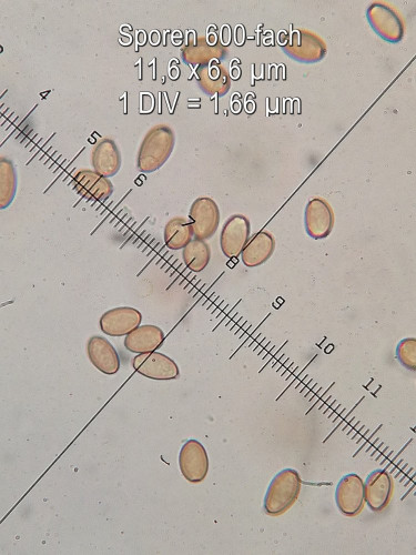 Stropharia spec._H.jpg