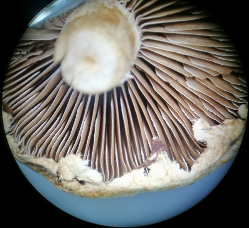 Stropharia spec._J.jpg