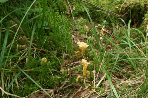 Craterellus_sp_24_bw-alle.JPG