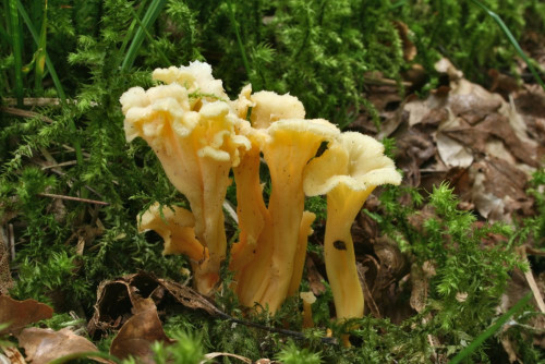 Craterellus_sp_36_bw-Gruppe.JPG