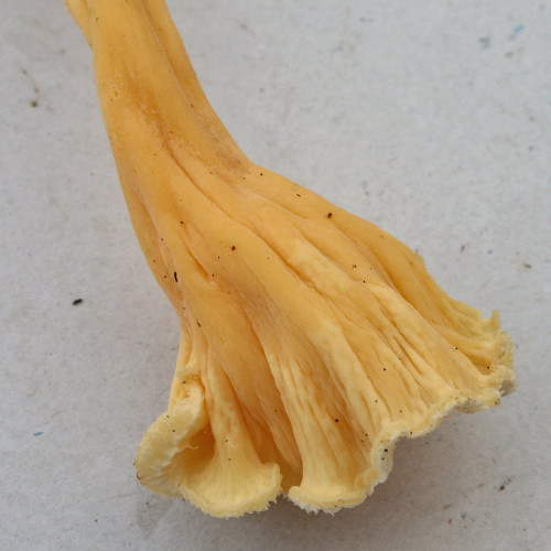 Craterellus_sp_04_Qbw-Studio.JPG