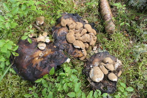 Asterophora lycoperdoides.JPG