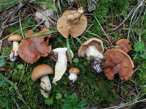 Cortinarius vespertinus.JPG