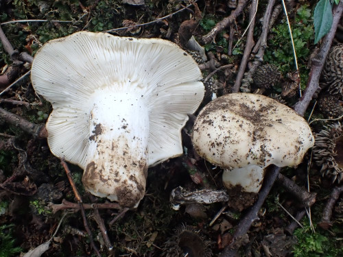 Russula subterfurcata.JPG