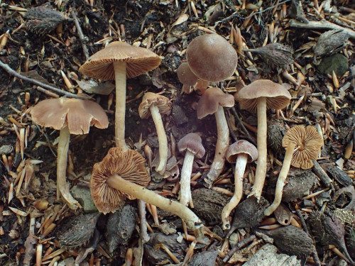 Cortinarius biformis.JPG