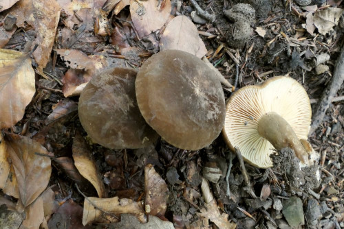 Lactarius romagnesii.JPG