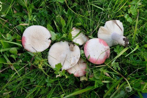 Russula sanguinea.JPG