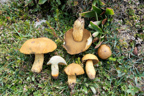 Suillus variegatus.JPG