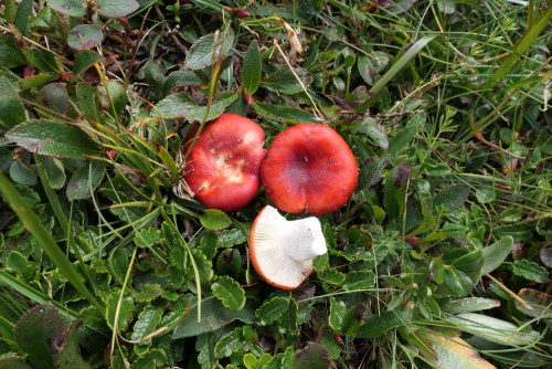 Russula nana.JPG