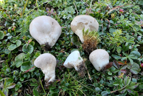 Lycoperdom frigidum.JPG