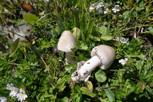 Amanita nivalis.JPG