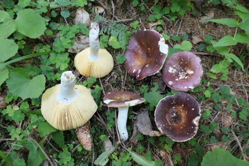 Russula firmula.JPG