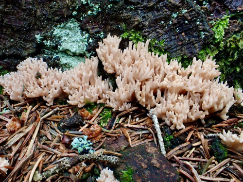 Ramaria suecica.JPG