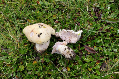 Lactarius salicis-reticulatae.JPG