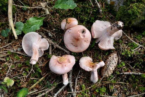 Hygrophorus erubescens.JPG