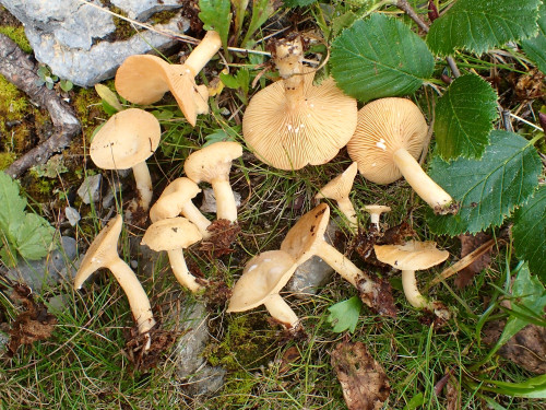 Lactarius alpinus.JPG