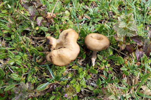 Clitocybe concava.JPG