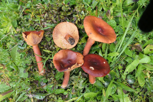 Lactarius badiosanguineus.JPG