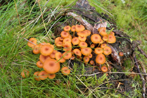 Xeromphalina campanella.JPG