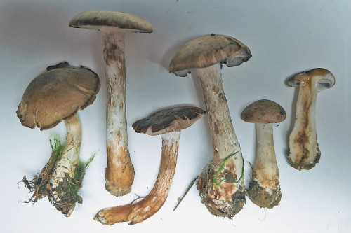 Cortinarius kuehneri