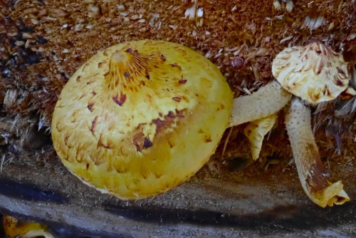 Pholiota spec. 2