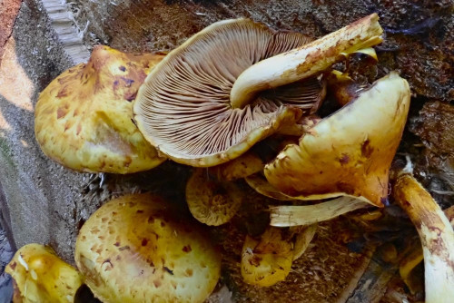 Pholiota spec. 3