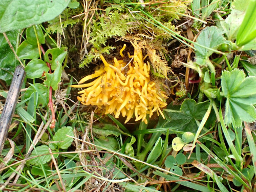 Clavulinopsis fusiformis.JPG