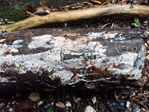 Botryobasidium isabelinum.JPG