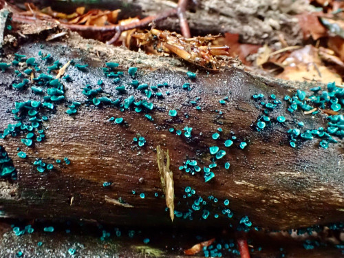 Chlorociboria aeruginascens.JPG