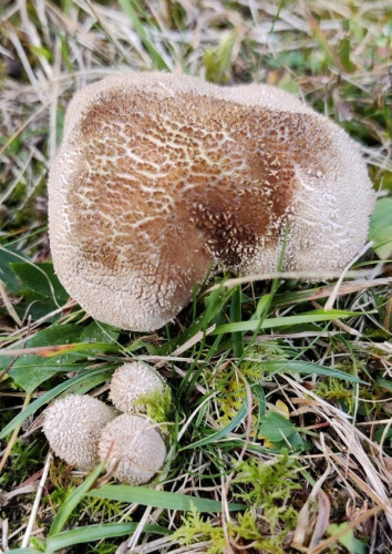 Lycoperdon small 1.jpg